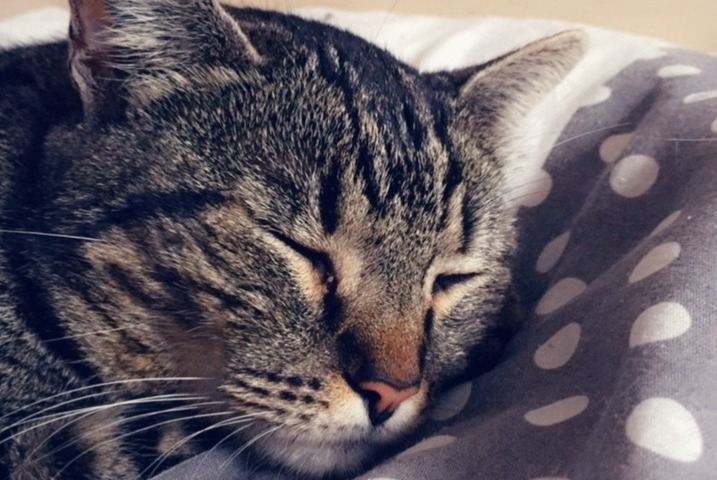 Alerte Disparition Chat Mâle , 10 ans Narbonne France Alerte Disparition Chat Mâle , 10 ans Narbonne France